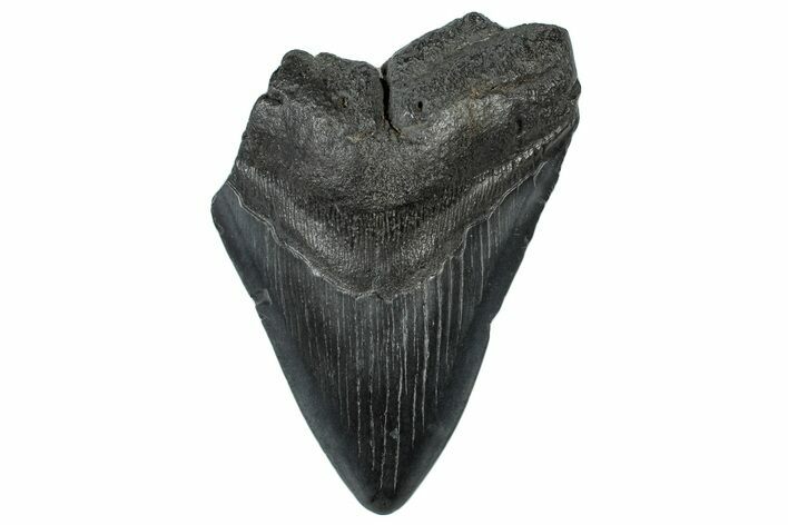 Partial, Fossil Megalodon Tooth - South Carolina #300136